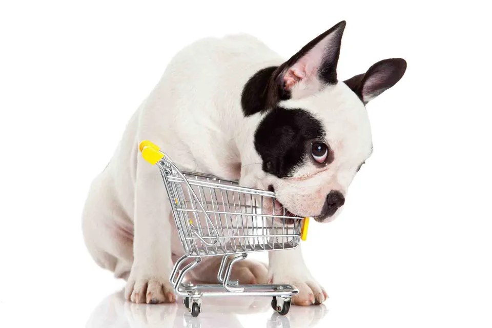 oportunidades-de-marketing-digital-para-mercado-pet.jpg